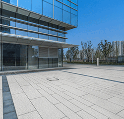 美國白麻 Camelia White